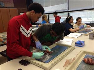 Nick Curry performing a heart (pig) dissection 